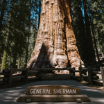 large tree with general sign out front