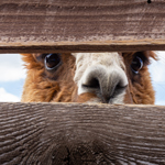 secret achievement animal looking