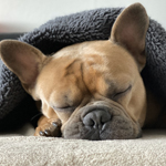 secret achievement dog sleeping